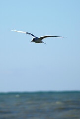 seagull flying over the sea wave