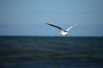 seagull flying over the sea wave