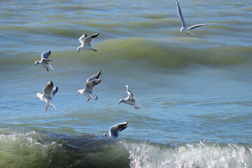 flock of seagulls flying over the sea wave