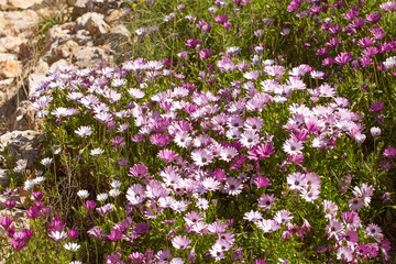 Obraz premium Beautiful pink and lilac flowers among stones in wild nature