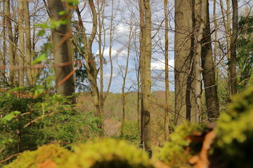 scenic view from a mossy rocks into the woodlands