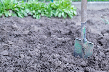 Garden shovel in the garden.