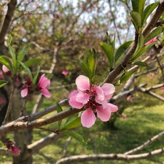 Obraz premium a beautiful pink flower that blooms in trees 01