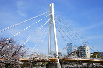 Obraz premium Kawasaki bridge (Kawasaki-bashi) and Cherry blossoms in Osaka prefecture, Japan - 日本 大阪 川崎橋 桜