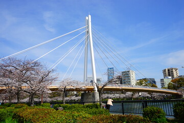 Kawasaki bridge (Kawasaki-bashi) and Cherry blossoms in Osaka prefecture, Japan - 日本 大阪 川崎橋 桜