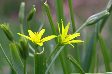 close up of yellow blooming wild flowers 