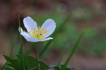 close up of a  white blooming wild flower 