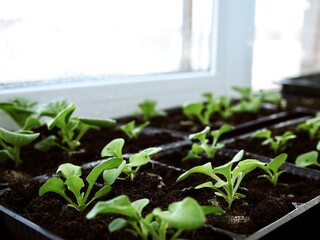 Young flower seedlings at home on the windowsill. Agricultural seedlings. The spring planting vegetables. Seedlings in a plastic tray. Selective focus. Copy space