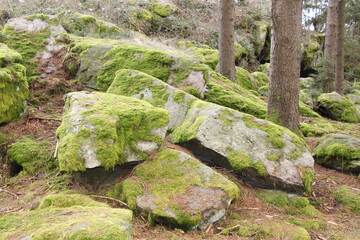 Fototapeta premium granite stone covered with green moss