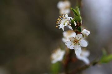 close up of blooms on a cherry tree