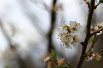 close up of blooms on a cherry tree