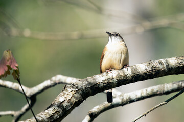 Carolina wren perched on tree branch on sunny day Thryothorus ludovicianus	