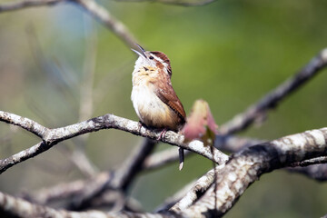 Singing Carolina Wren perched on tree branch on sunny day Thryothorus ludovicianus	