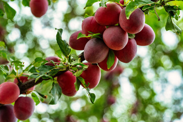 Ripe plums hang on a tree branch