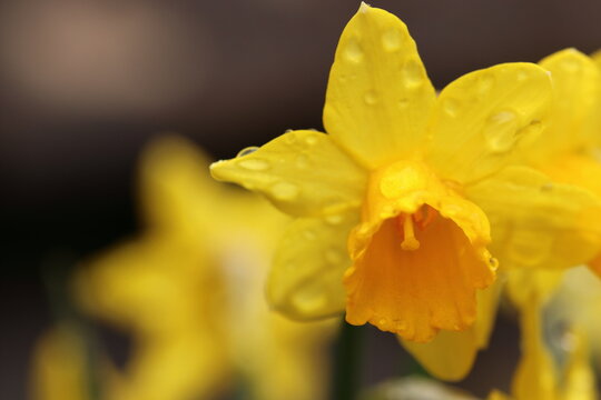 close up of a yellow blooming narcissus flower 