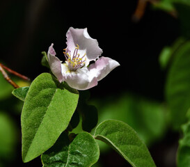 cumquat bloom