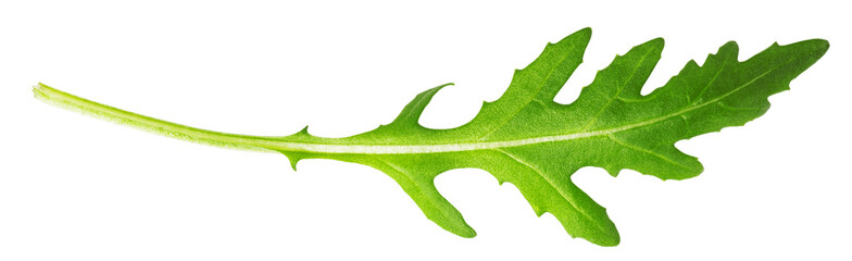 Arugula leaf isolated on white