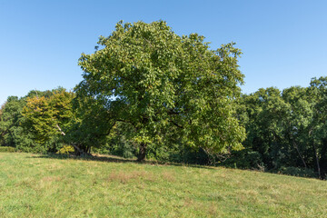 bel arbre vert en été dans un champ