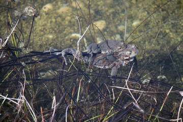 frog couple is pairing and lays eggs in spawn strings
