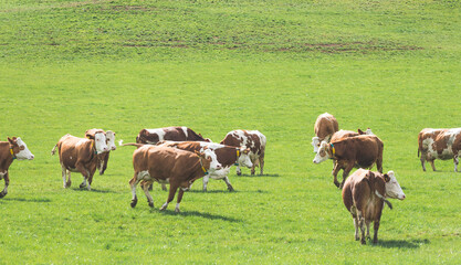 Obraz premium Organic farming in Austria: Cows are grazing on the meadow, spring time