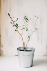 Green leaves on young branches of an indoor potted olive tree with selective focus on white background. Mediterranean nature lifestyle.