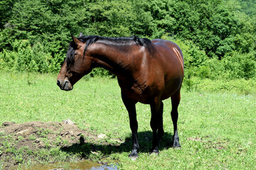 the horse, turning to the side, stands against the background of dense green tall bushes