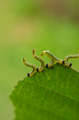 Five caterpillars of the family Geometridae eat a green hazel leaf on a blurred background
