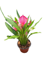 Zantedeschia or Calla Lily It is an elegant flower with a variety of colors, native to Africa. On a white background.