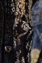 cur branch