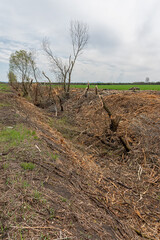 Area of illegal deforestation of vegetation native in Serbia. Destruction of trees by man