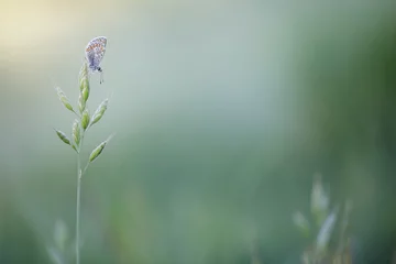 Fototapeten butterfly on a green grass © Nathalie