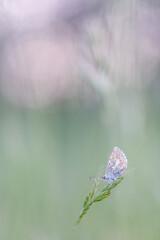 butterfly on a flower