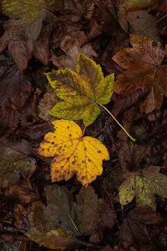 autumn leaves on the ground