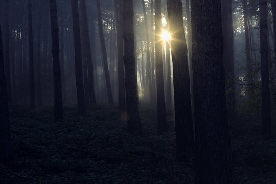 misty morning in the forest