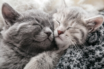 2 Kittens gently rub kiss and hug on knitted blanket, covered with plaid. Couple of cats in love friendship relationships napping have sweet dreams sleeping in crib. Top view portrait