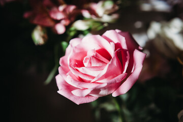 close-up photo of a pink rose in warm light