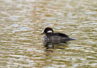 Female Bufflehead Swimming on Pond with Green Water in Early Spring  
