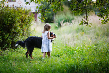 Cute Caucasian baby girl and big Bernese Mountain Dog breed on the grass in summer in the backyard or park, pets, large dog breeds, tick protection, children and animals