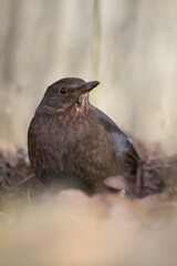 Blackbird (Turdus merula). Unlike males, females and young birds are dark brown, with a brown to yellowish brown beak. 