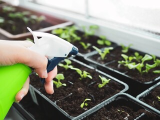 Woman spraying the seedlings from the spray gun. Growing vegetables on the windowsill. Transplanting and caring for seedlings. Watering a young planting. Copy space
