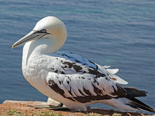 Nahaufnahme eines jungen Basstölpels (Morus Bassanus) auf der Hochseeinsel Helgoland, Deutschland