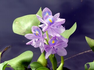 Pontederia crassipes, commonly known as common water hyacinth, is an aquatic plant native to the...
