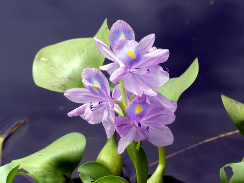 Pontederia Crassipes, Commonly Known As Common Water Hyacinth, Is An Aquatic Plant Native To The Amazon Basin, And Is Often A Highly Problematic Invasive Species Outside Its Native Range. 