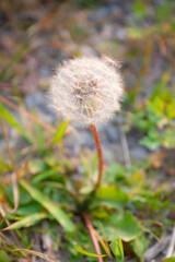 夕方に輝くタンポポの綿毛