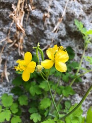 Cute yellow flowers blooming near the wall