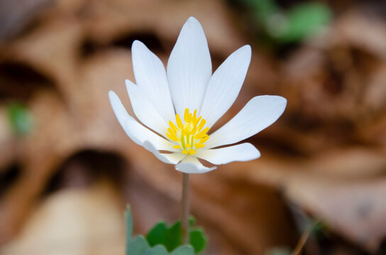 Bloodroot flower in the woods of Tarentum, Pennsylvania. Snaguinai