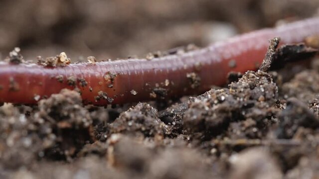 Close up of a common European earthworm