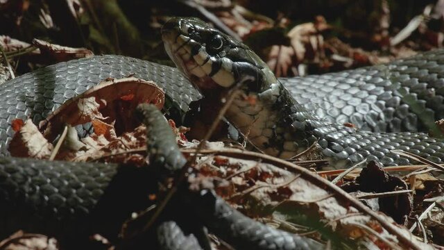 Close up of a Grass snake warming in the sun