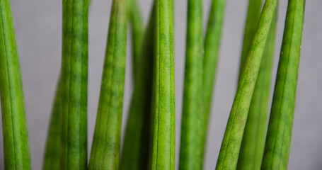 Selective focus Sansevieria stems on gray background. Houseplants concept. Gardening at home. Sansevieria cylindrical. Evergreen at home, plant care.