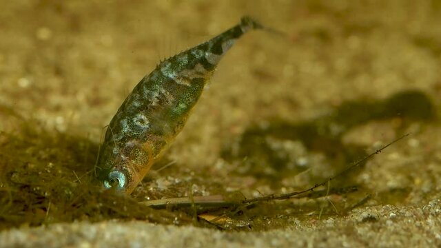 Slow motion of a three-spined stickleback male building a nest
